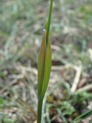 Alopecurus vaginatus