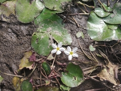 Nymphoides hydrophylla