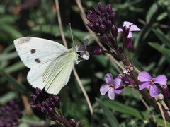 Pieris rapae