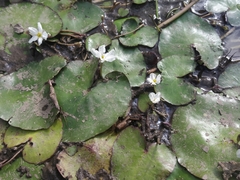 Nymphoides hydrophylla