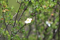 Lindleya mespiloides