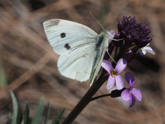 Pieris rapae
