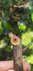 Lentinus