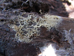 Coniophora arida suffocata