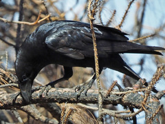 Corvus corax