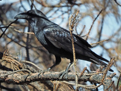 Corvus corax
