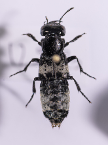 Creophilus maxillosus