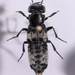 Creophilus maxillosus - Photo 由 Sotiris Kountouras 所上傳的 (c) Sotiris Kountouras，保留部份權利CC BY-NC