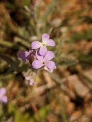 Matthiola parviflora