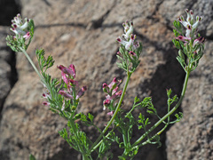 Fumaria parviflora