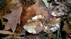 Ganoderma polychromum