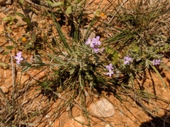Matthiola parviflora