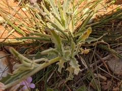 Matthiola parviflora