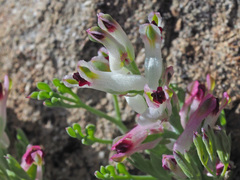 Fumaria parviflora