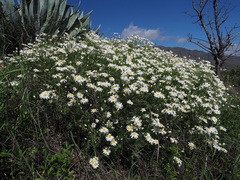 Argyranthemum adauctum canariense