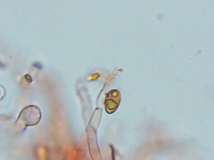 Coniophora arida suffocata