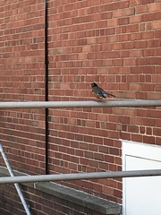 Turdus migratorius