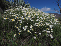 Argyranthemum adauctum canariense