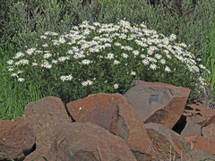 Argyranthemum adauctum canariense