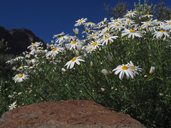 Argyranthemum adauctum canariense