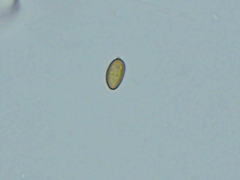 Coniophora arida suffocata