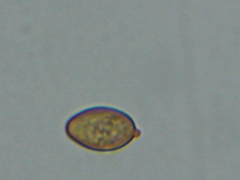 Coniophora arida suffocata