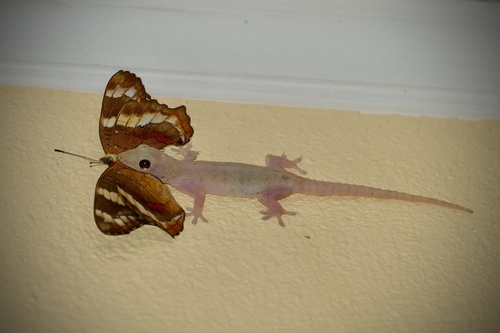 Asian House Gecko, photo 2 of 7