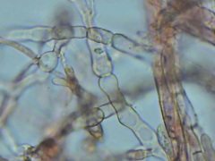 Coniophora arida suffocata