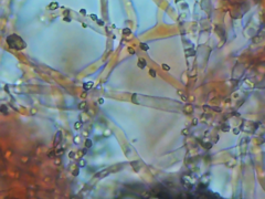 Coniophora arida suffocata