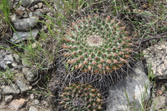 Mammillaria winterae