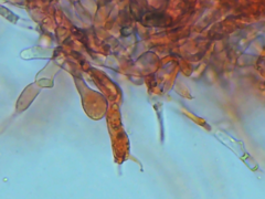 Coniophora arida suffocata