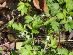 Phacelia ranunculacea