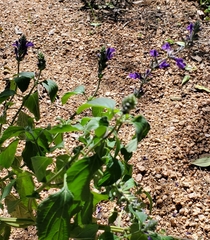 Salvia farinacea