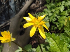 Ficaria verna