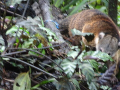 Nasua olivacea