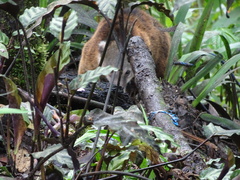 Nasua olivacea