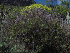 Lavandula minutolii