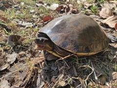 Trachemys grayi grayi