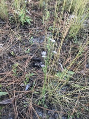 Symphyotrichum walteri