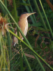 Ixobrychus minutus payesii