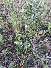 Symphyotrichum walteri