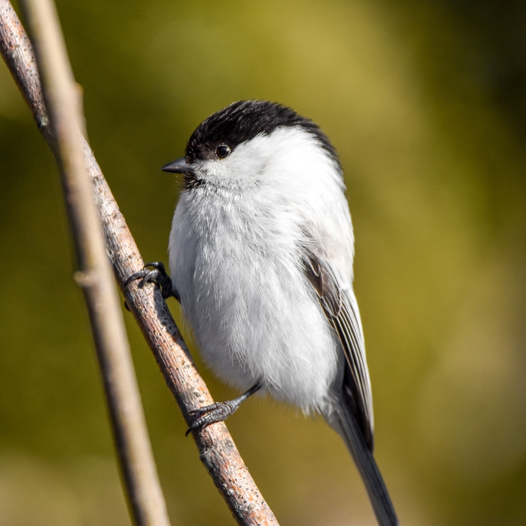 Alpine Willow Tit