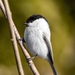 Kamchatka Willow Tit - Photo (c) Валерия Ковалева, some rights reserved (CC BY), uploaded by Валерия Ковалева