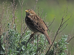 Emberiza calandra