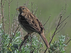 Emberiza calandra