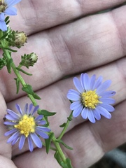 Symphyotrichum walteri