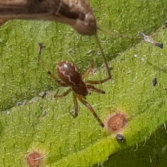 Anelosimus studiosus