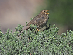 Emberiza calandra