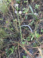 Symphyotrichum walteri