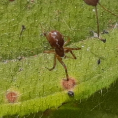 Anelosimus studiosus